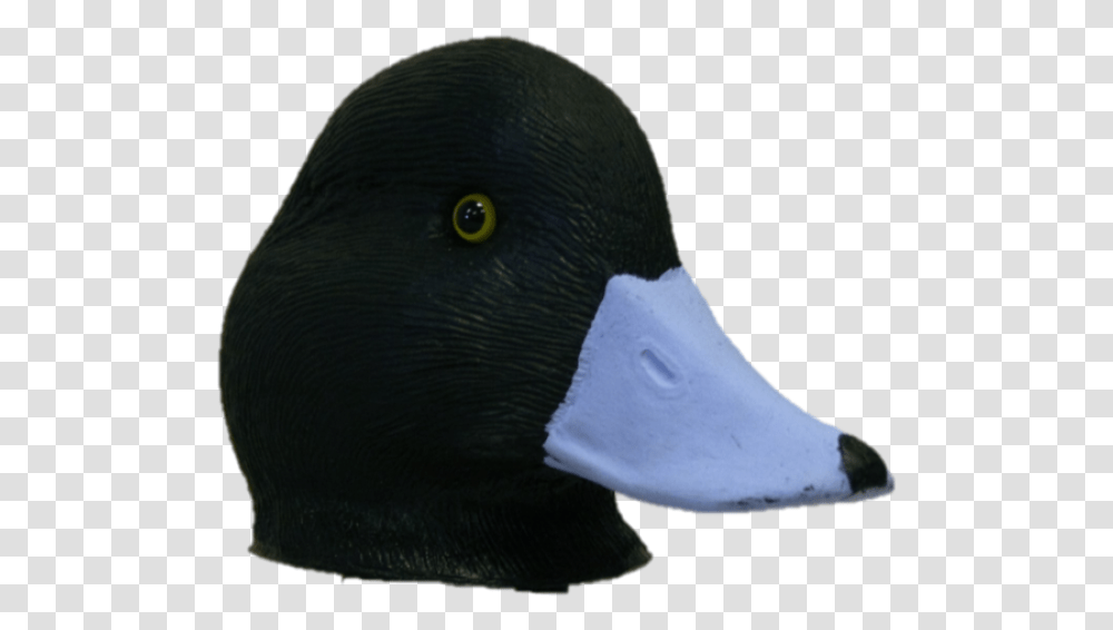 Mallard, Duck, Bird, Animal, Waterfowl Transparent Png