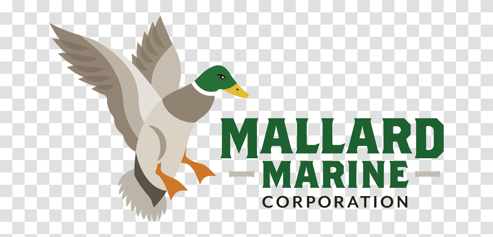 Mallard, Duck, Bird, Animal, Waterfowl Transparent Png
