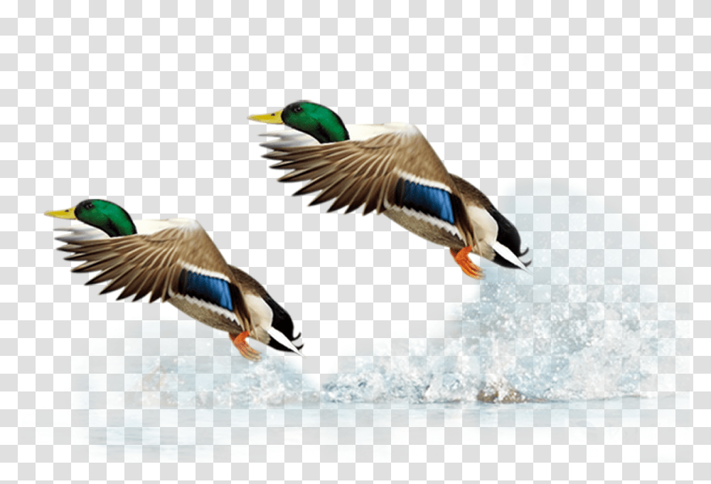 Mallard Duck Flight Bird Bird In Flight Background, Waterfowl, Animal, Teal, Anseriformes Transparent Png