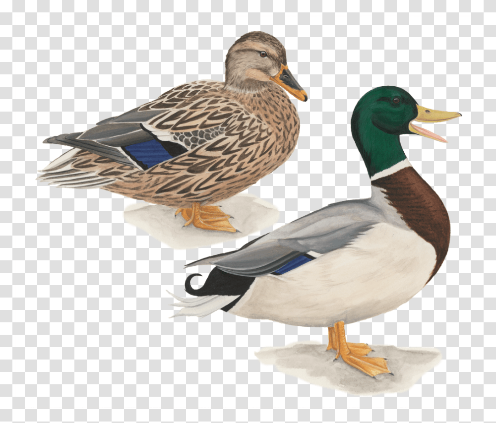 Mallard Duck Flying Drawing Download Pato Cabeza Verde, Bird, Animal, Waterfowl, Anseriformes Transparent Png