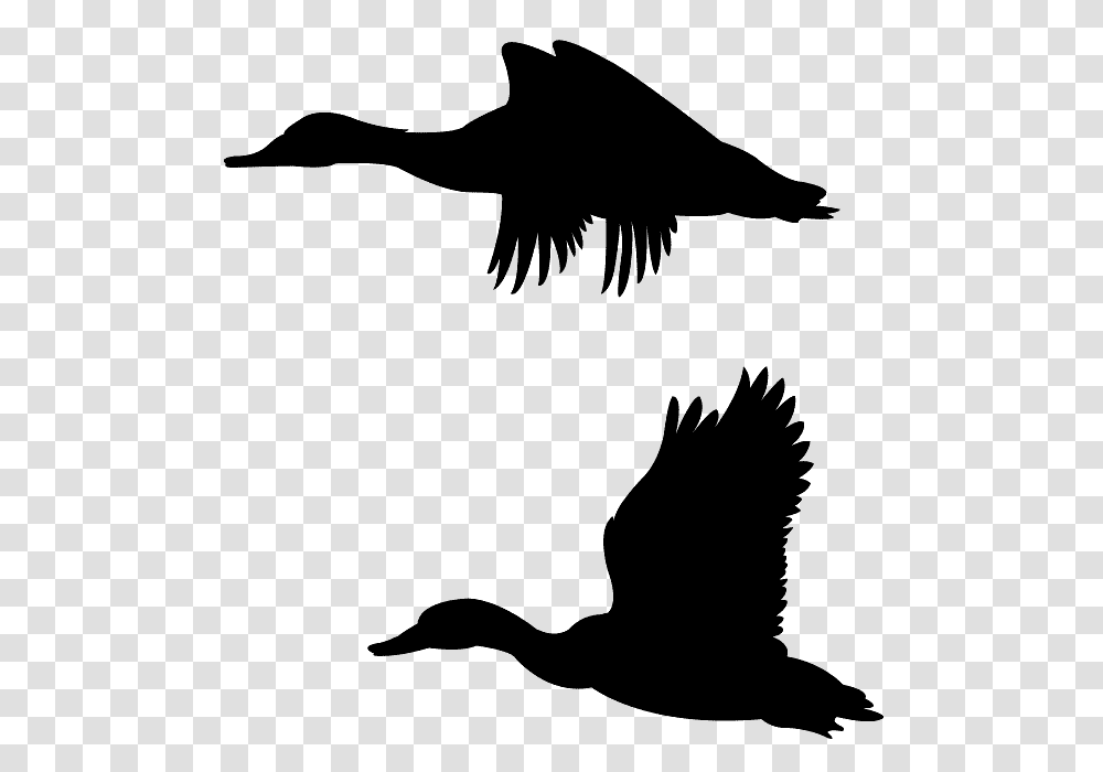 Mallard Duck Flying Outline, Silhouette, Bird, Animal, Eagle Transparent Png
