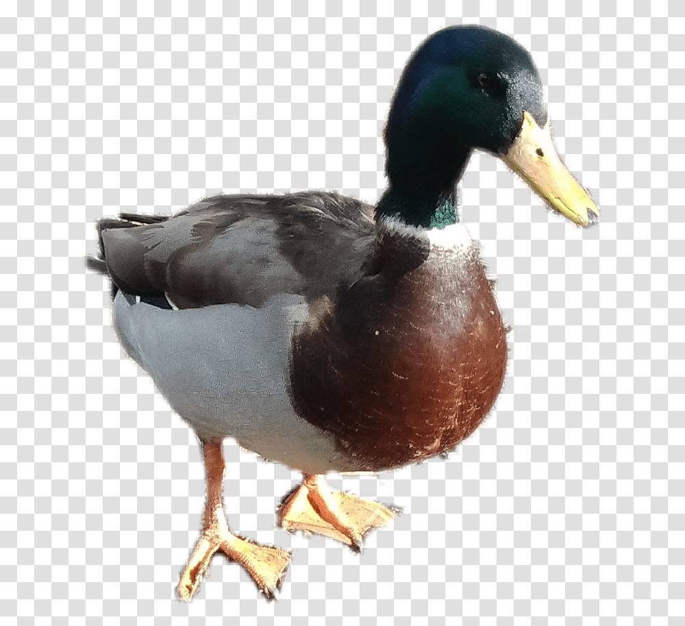Mallard Duck Mallard Duck, Waterfowl, Bird, Animal, Anseriformes Transparent Png