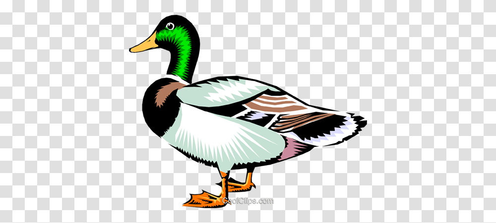 Mallard Duck Royalty Free Vector Clip Art Illustration, Bird, Animal, Waterfowl, Anseriformes Transparent Png