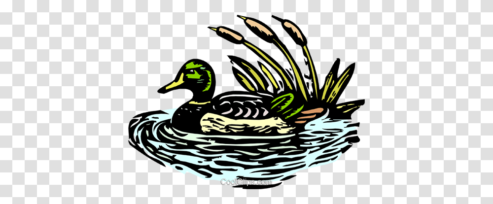 Mallard Duck Royalty Free Vector Clip Art Illustration, Waterfowl, Bird, Animal, Anseriformes Transparent Png