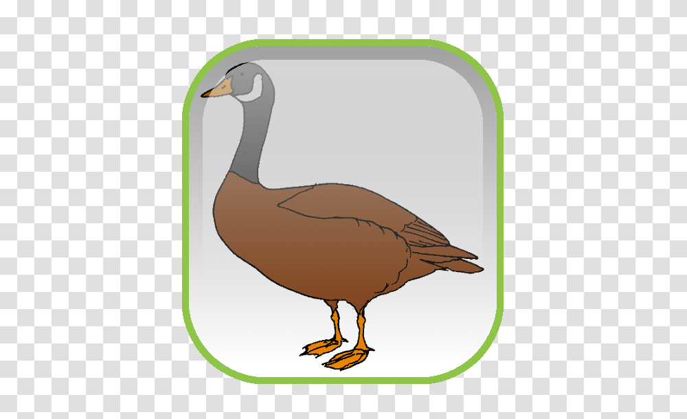 Mallard Goose Duck Desktop Wallpaper Clip Art, Bird, Animal, Beak, Waterfowl Transparent Png