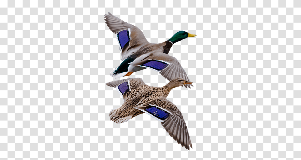 Mallard, Waterfowl, Bird, Animal, Duck Transparent Png