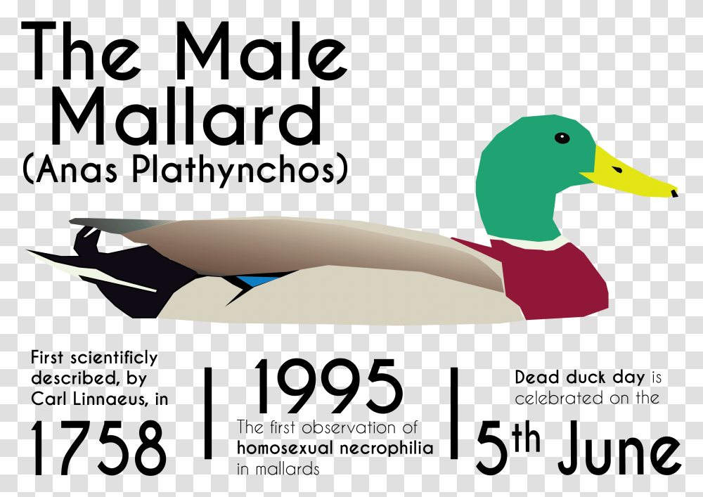 Mallard, Waterfowl, Duck, Bird, Animal Transparent Png