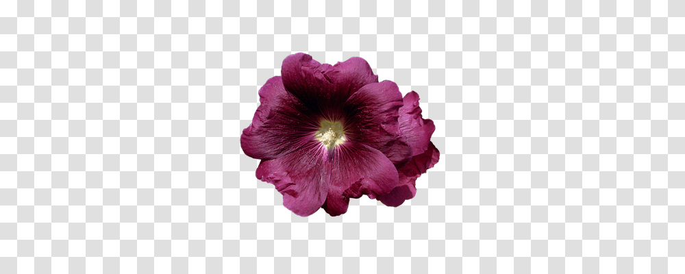 Mallow Nature, Geranium, Flower, Plant Transparent Png