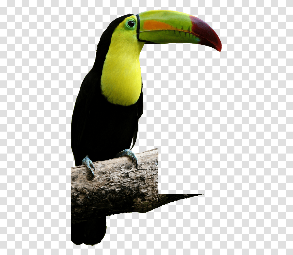 Malocas Tropical Rainforest Animals Name, Bird, Toucan, Person, Human Transparent Png