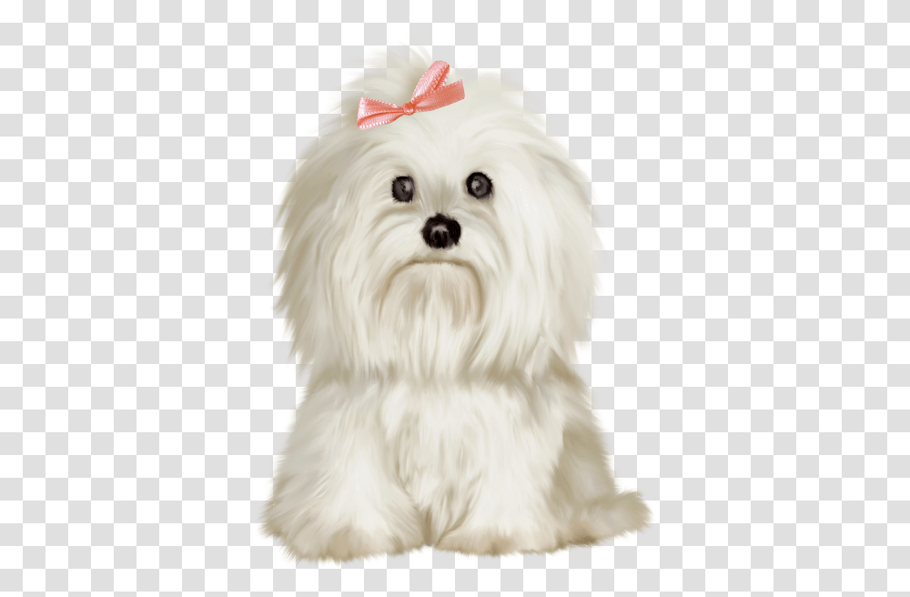 Maltese Dog Clipart, Pet, Canine, Animal, Mammal Transparent Png
