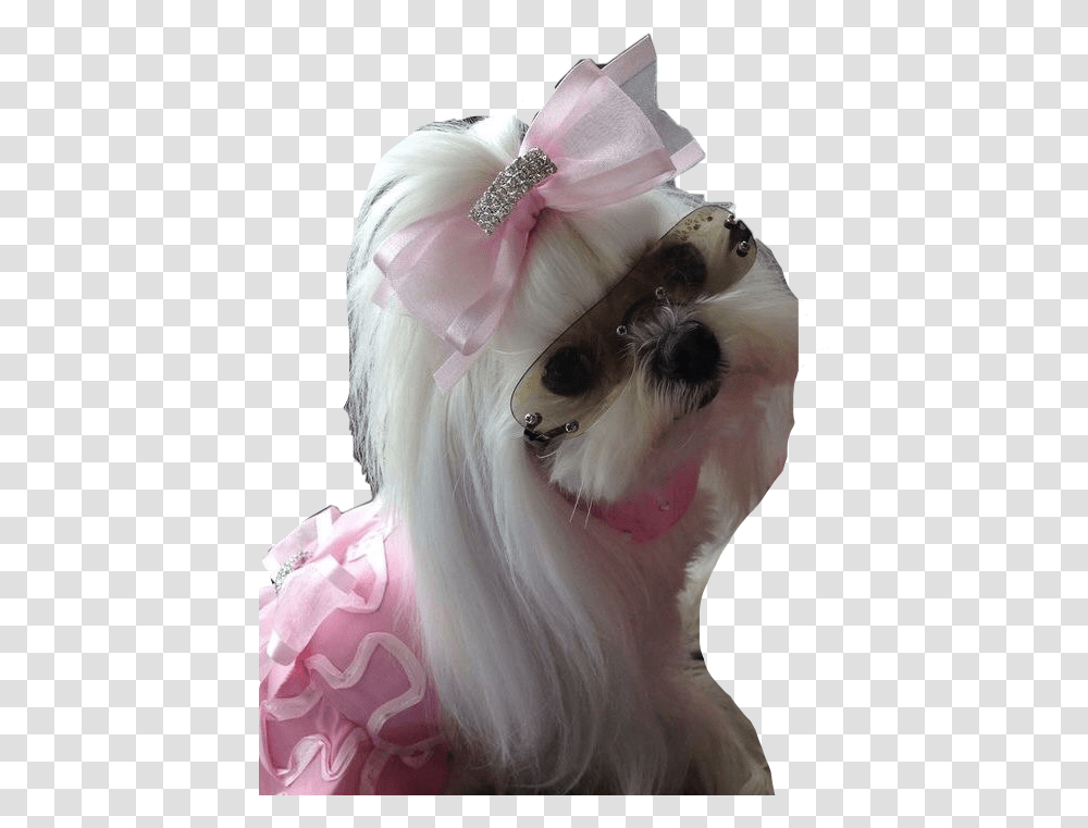 Maltese Princess Dog Doglover Dogday Poppy Cute Maltese Dog With Sunglasses, Person, Hair, Flower Transparent Png