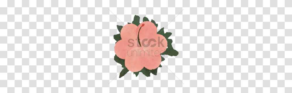 Malvales Clipart, Plant, Flower, Blossom, Hibiscus Transparent Png