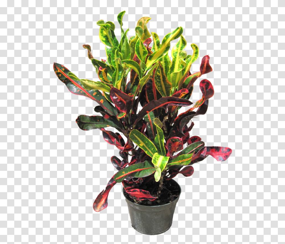 Mamey Croton, Floral Design, Pattern Transparent Png