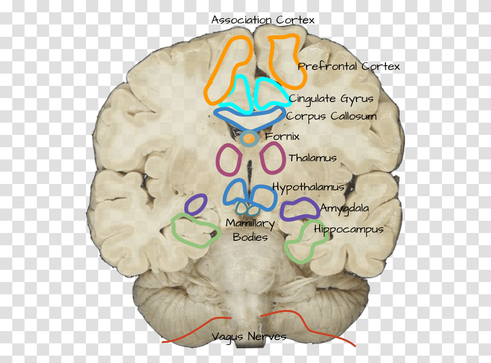 Mamillary Bodies On Cadaver, Birthday Cake, Food, Rock Transparent Png