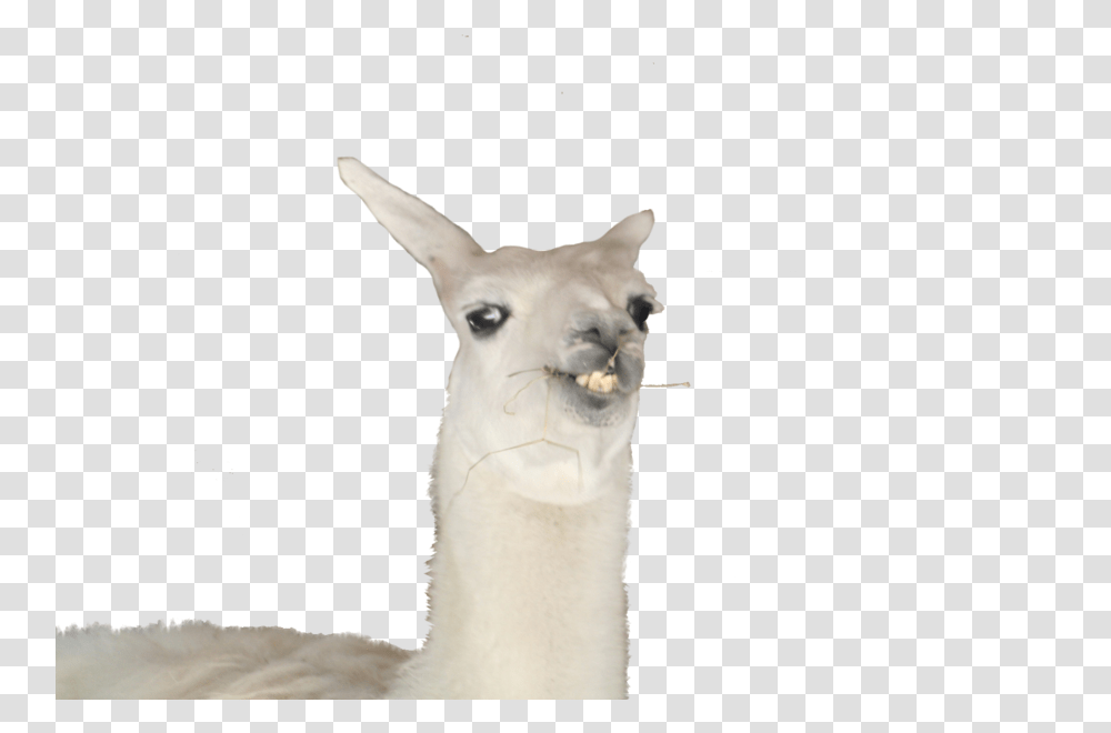 Mammal, Animal, Llama, Alpaca Transparent Png