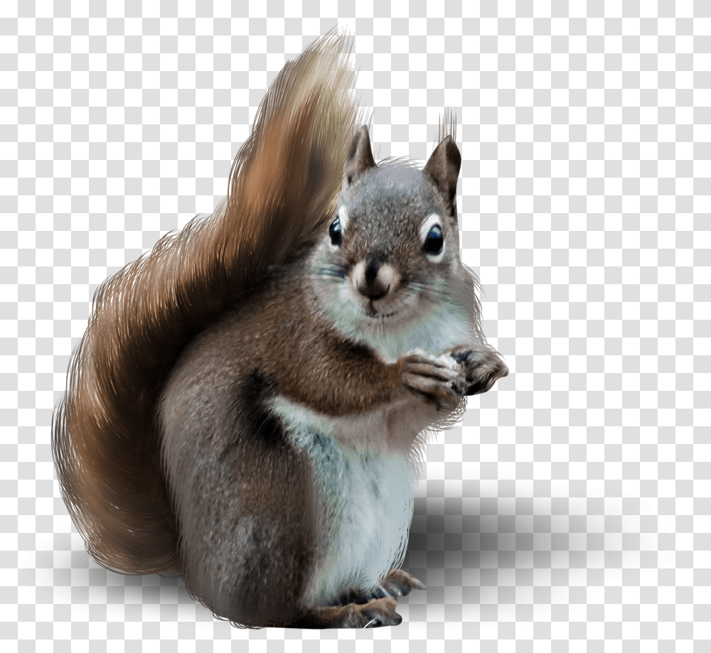 Mammal, Animal, Rodent, Squirrel Transparent Png