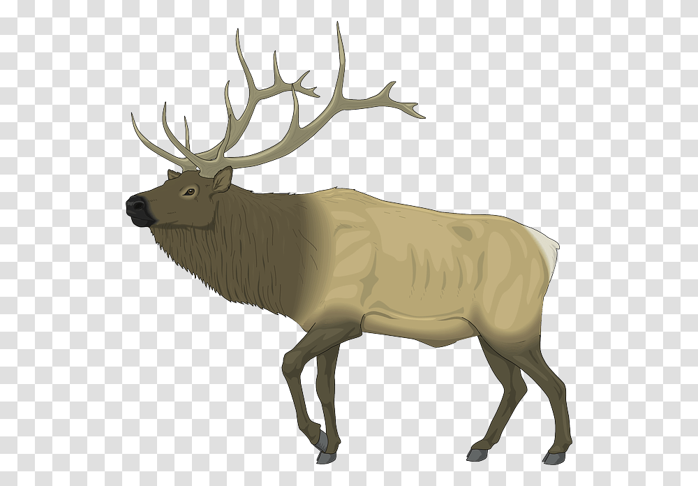 Mammal Clipart Forest Wildlife, Elk, Deer, Animal, Antelope Transparent Png