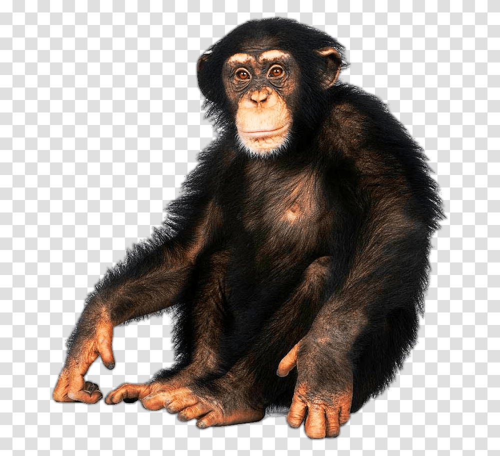 Mammalvertebratecommon Chimpanzeeprimateold World Chimpanzee With White Background, Ape, Wildlife, Animal, Monkey Transparent Png