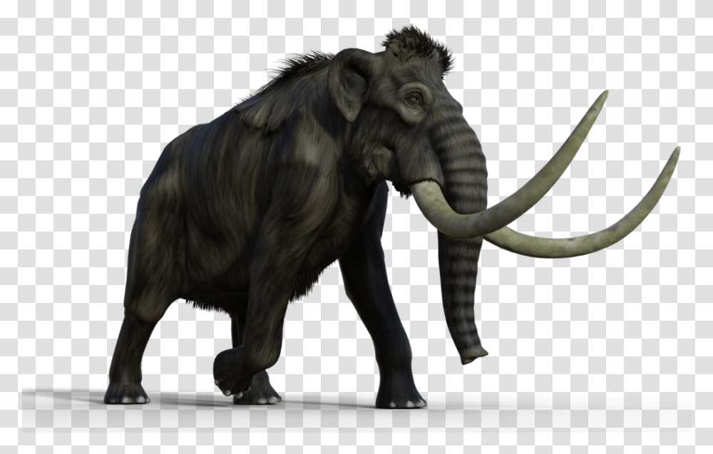 Mammoth Indian Elephant, Animal, Mammal, Wildlife, Horse Transparent Png