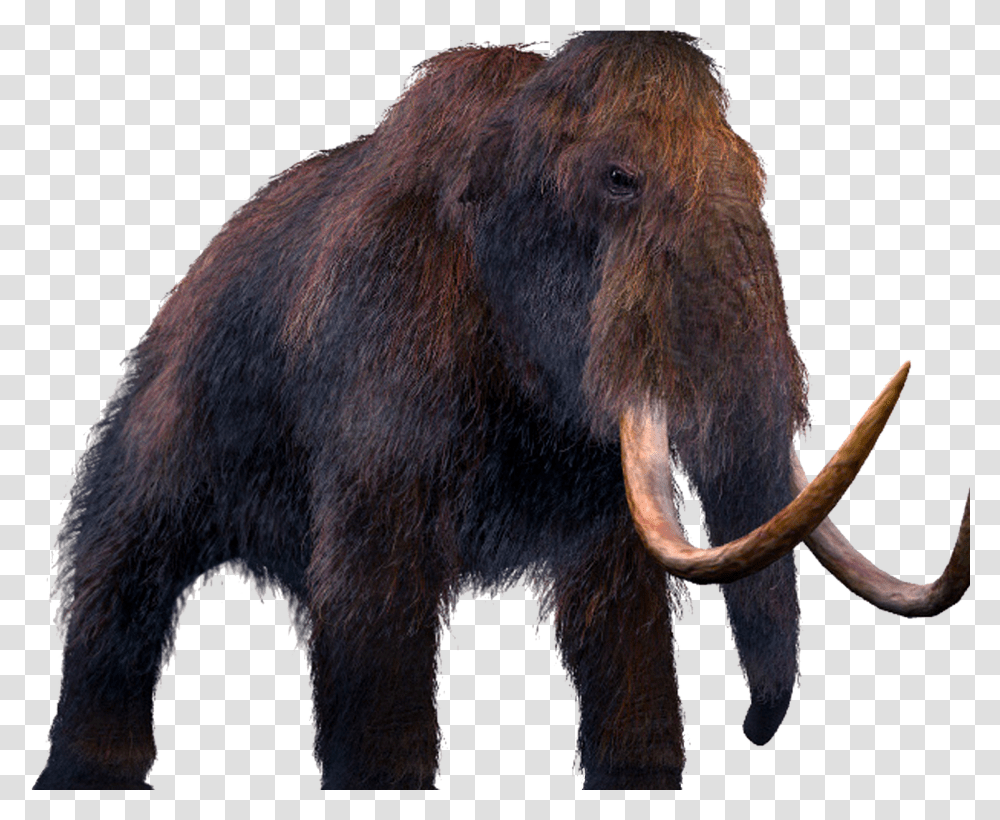 Mammoth Should We Bring Extinct Animals, Mammal, Wildlife, Bear Transparent Png