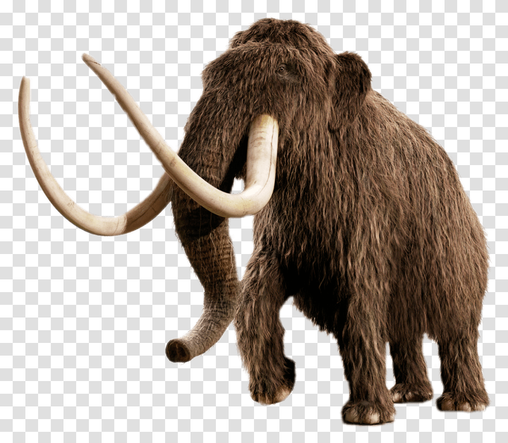 Mammoth Woolly Mammoth No Background, Mammal, Animal, Ivory, Wildlife Transparent Png
