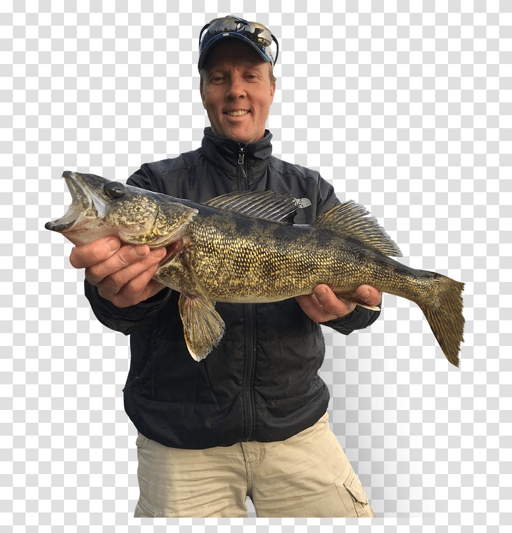 Man Fishing Gammon Fish, Person, Human, Animal, Perch Transparent Png