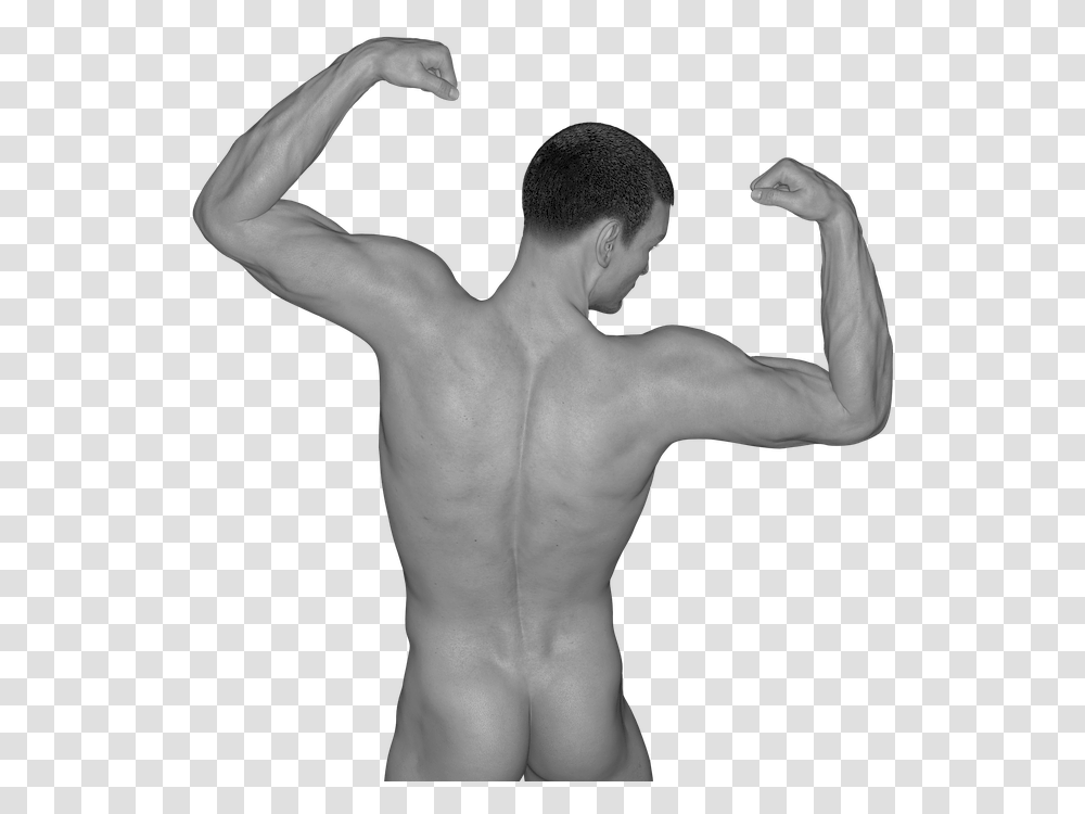 Man Muscles Act Naked Erotic Sexy Figure Niveis De Dos Seres Vivos, Back, Person, Human, Torso Transparent Png