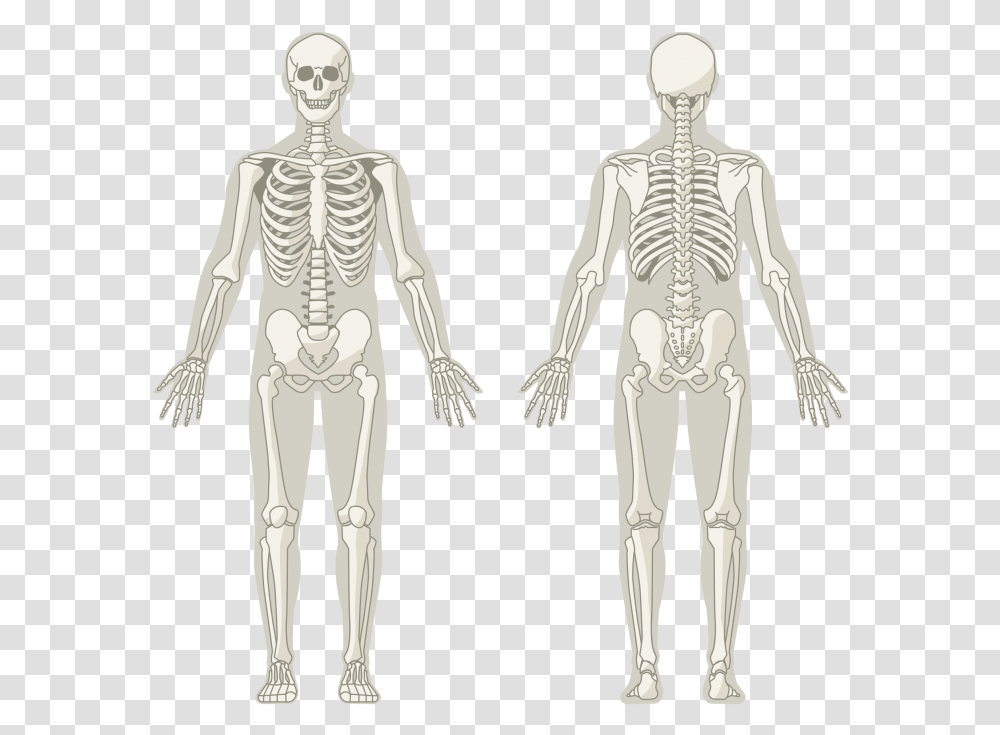 Man, Skeleton, Person, Human Transparent Png