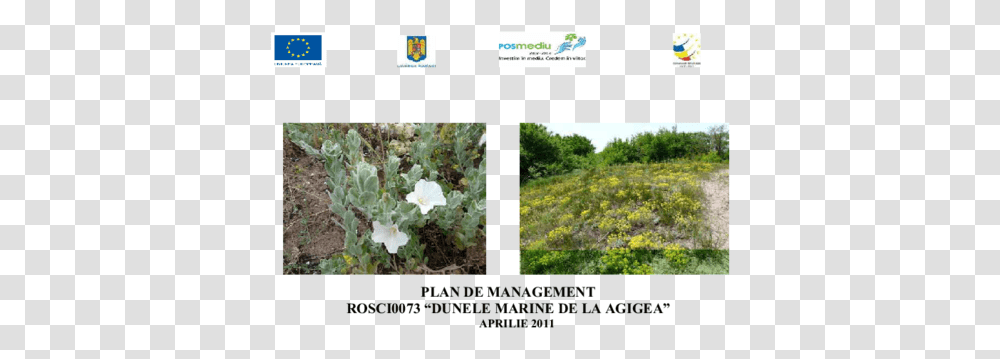 Management Rosci0073 Dunele Marine Grassland, Plant, Vegetation, Flower, Blossom Transparent Png