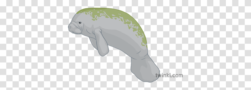 Manatee General Animal Secondary Illustration Twinkl Manatee, Mammal, Blow Dryer, Appliance, Hair Drier Transparent Png