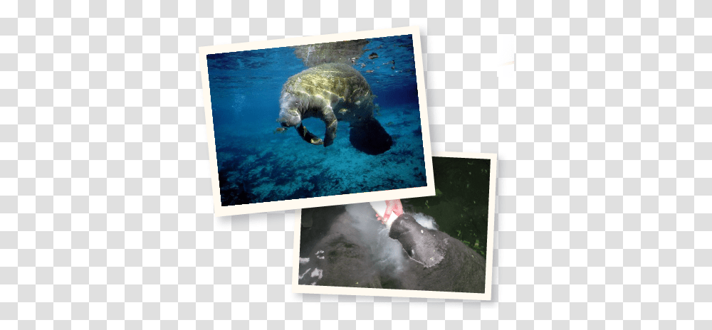 Manatee Health And Conservation Summer Aquatic Animal Manatees College, Turtle, Sea Life, Mammal, Outdoors Transparent Png