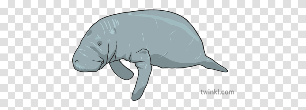 Manatee Illustration Dugong, Mammal, Animal, Mole Transparent Png