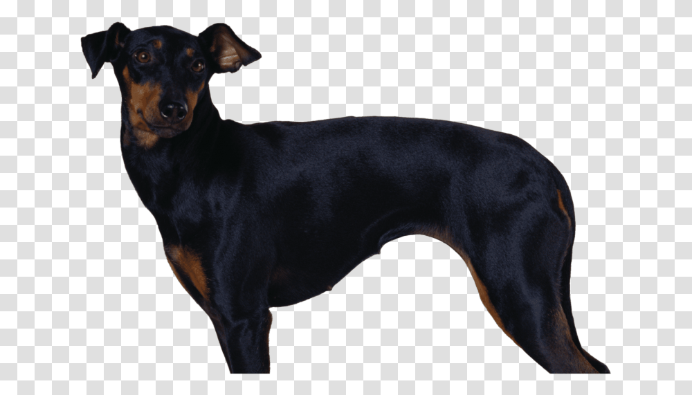 Manchester Terrier, Dog, Pet, Canine, Animal Transparent Png