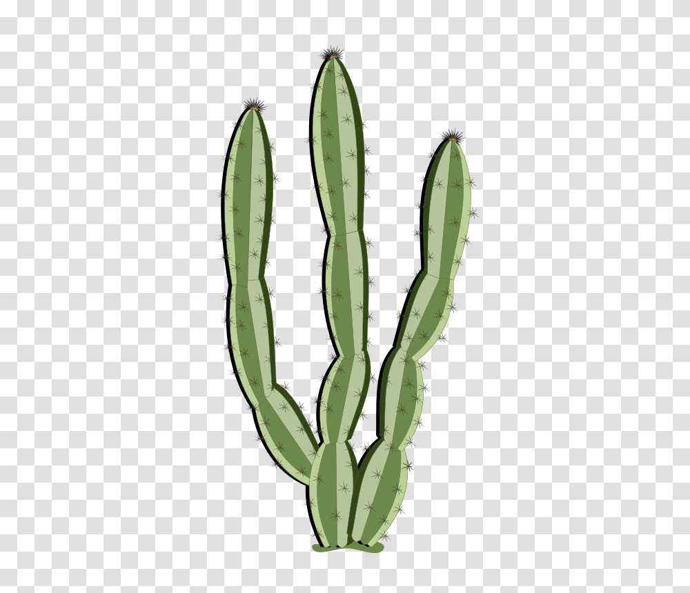 Mandacaru, Nature, Plant, Cactus Transparent Png