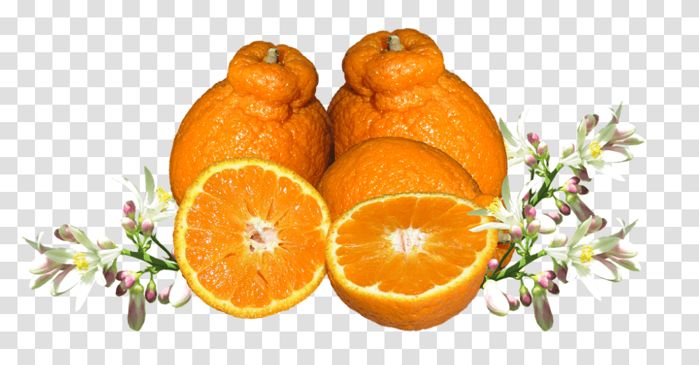 Mandarin 960, Fruit, Citrus Fruit, Plant, Food Transparent Png