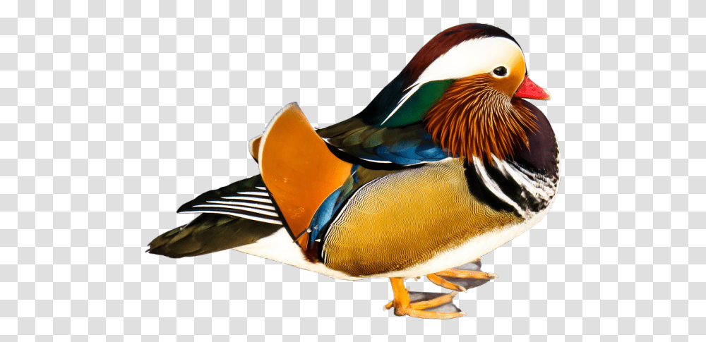 Mandarin Duck, Bird, Animal, Beak, Waterfowl Transparent Png