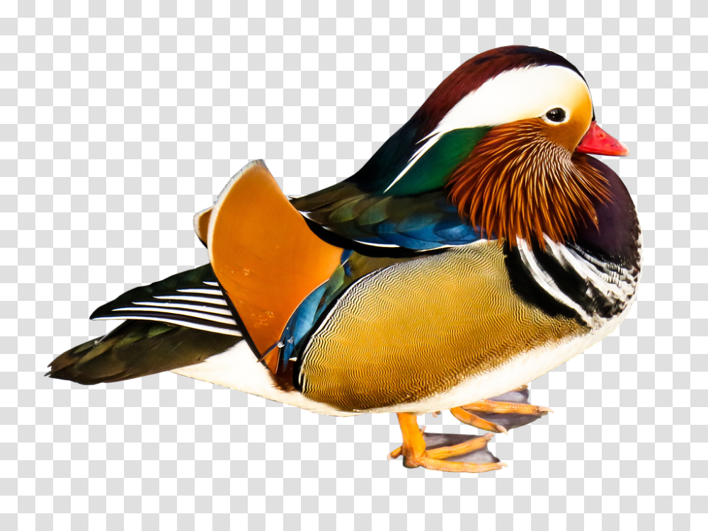 Mandarin Ducks 960, Animals, Bird, Waterfowl, Anseriformes Transparent Png