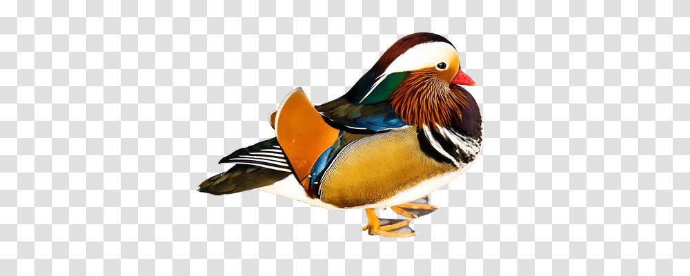 Mandarin Ducks Animals, Bird, Anseriformes, Waterfowl Transparent Png