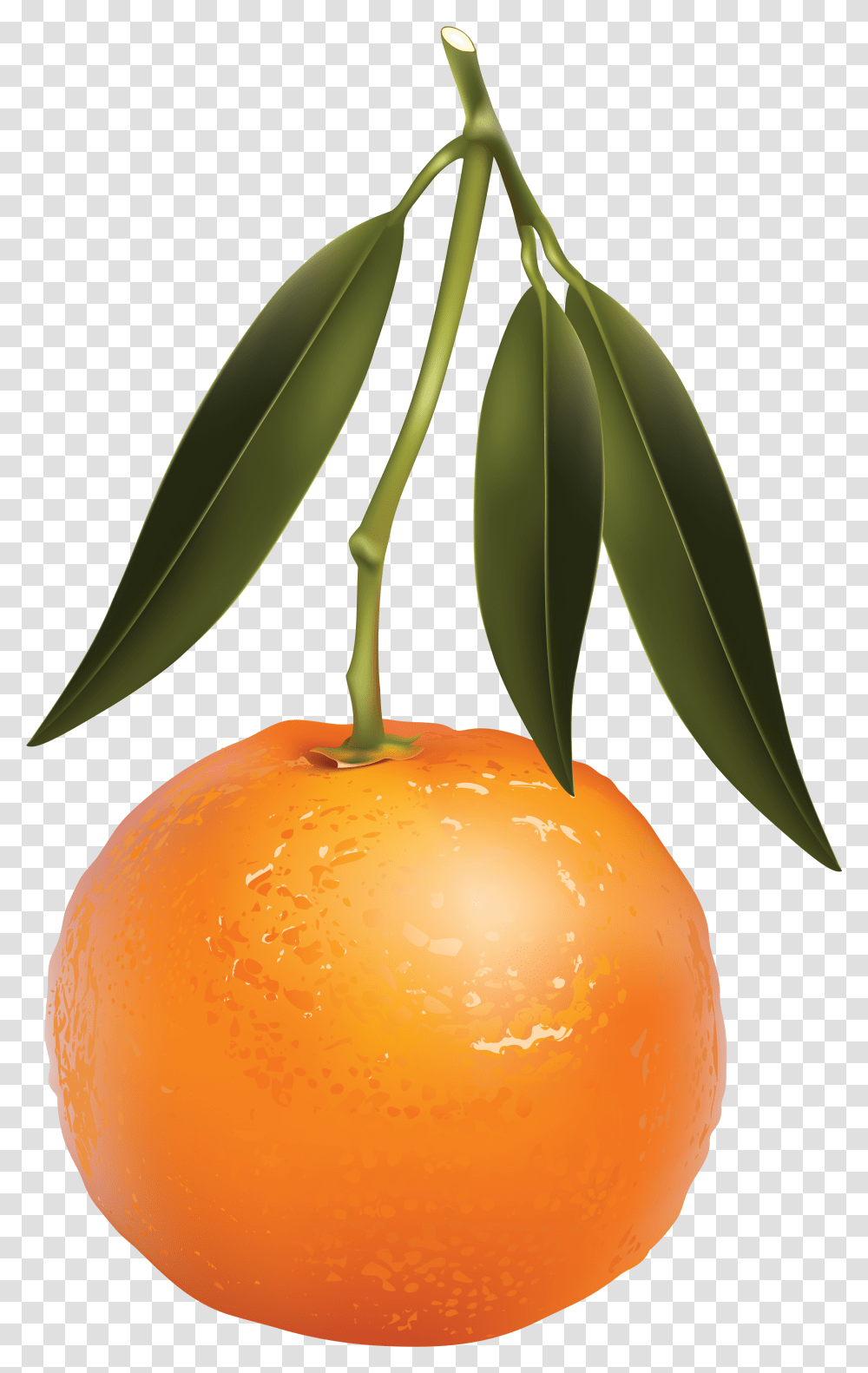 Mandarin Images Free Download Mandarin Orange, Plant, Citrus Fruit, Food, Leaf Transparent Png