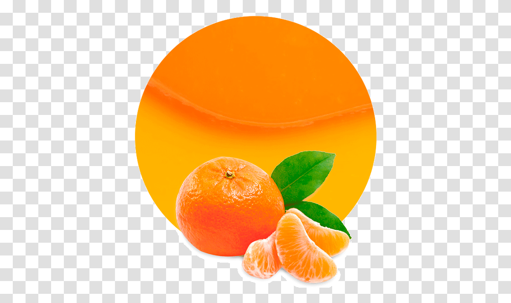 Mandarin, Orange, Citrus Fruit, Plant, Food Transparent Png