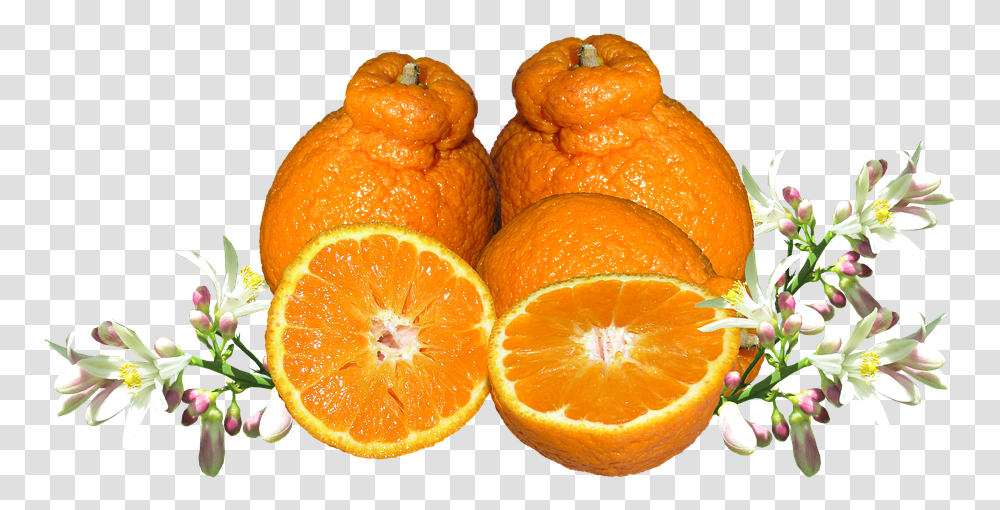 Mandarina Frutas Flor Los Alimentos Orgnicos Alle Zitrusfrchte Der Welt, Citrus Fruit, Plant, Food, Orange Transparent Png