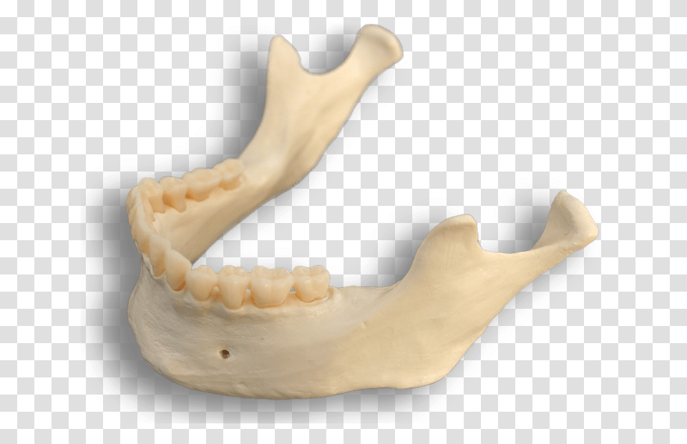 Mandible Bone Download Smile, Jaw, Teeth, Mouth, Lip Transparent Png