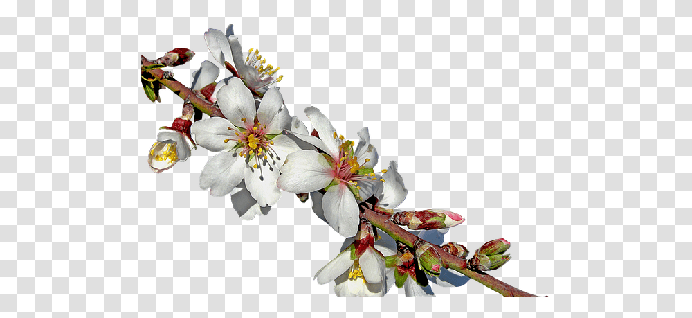 Mandorlo, Plant, Flower, Blossom, Pollen Transparent Png