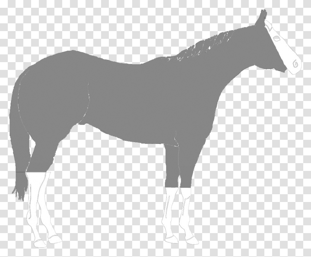 Mane, Silhouette, Horse, Mammal, Animal Transparent Png