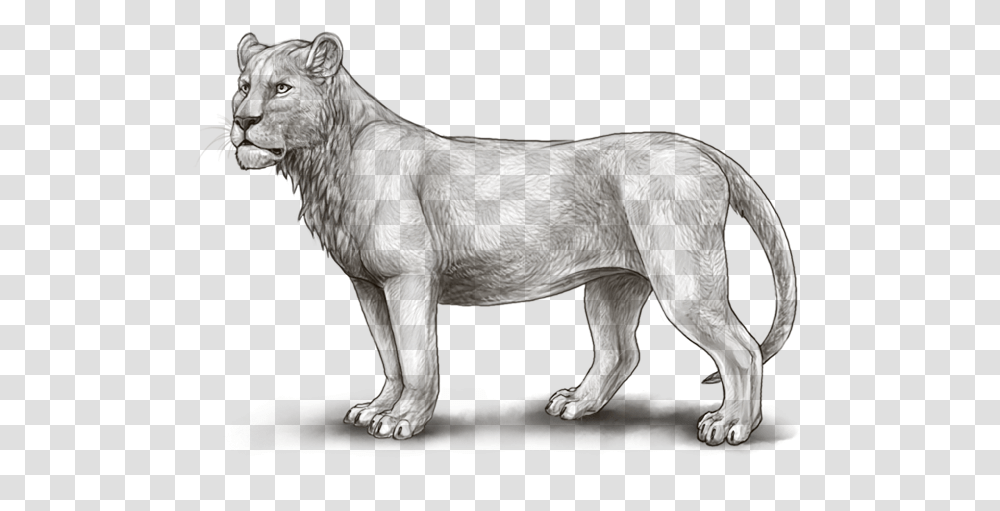 Maneless Lion Lioden, Mammal, Animal, Wildlife, Elephant Transparent Png