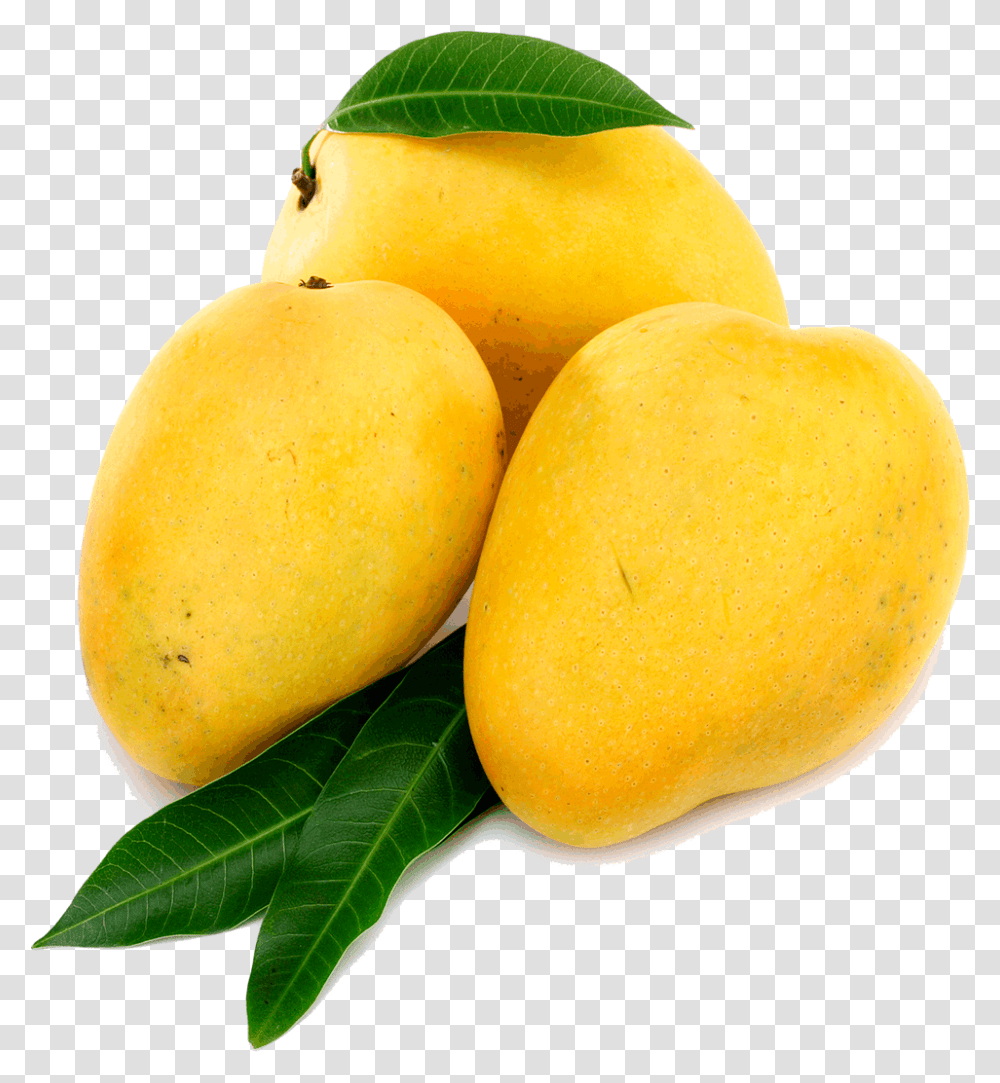 Mango File Alphonso Mango, Plant, Fruit, Food, Orange Transparent Png