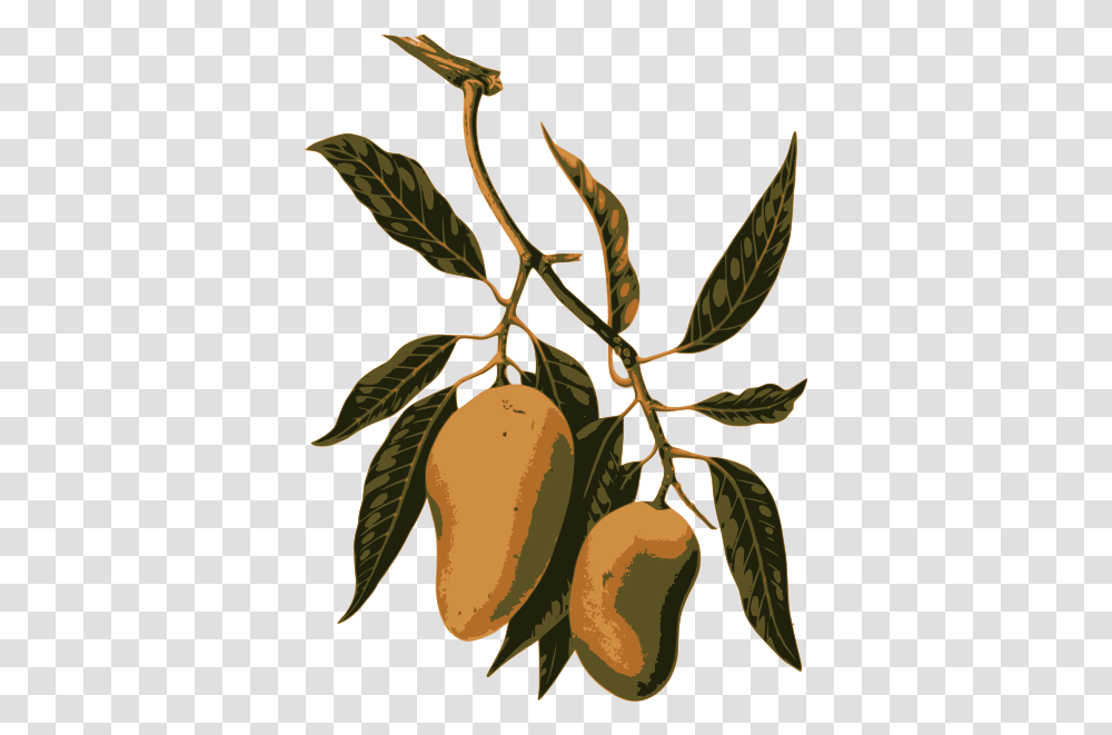 Mango Fruit On A Branch Botanical Illustrations Mango Fruit, Plant, Nut, Vegetable, Food Transparent Png