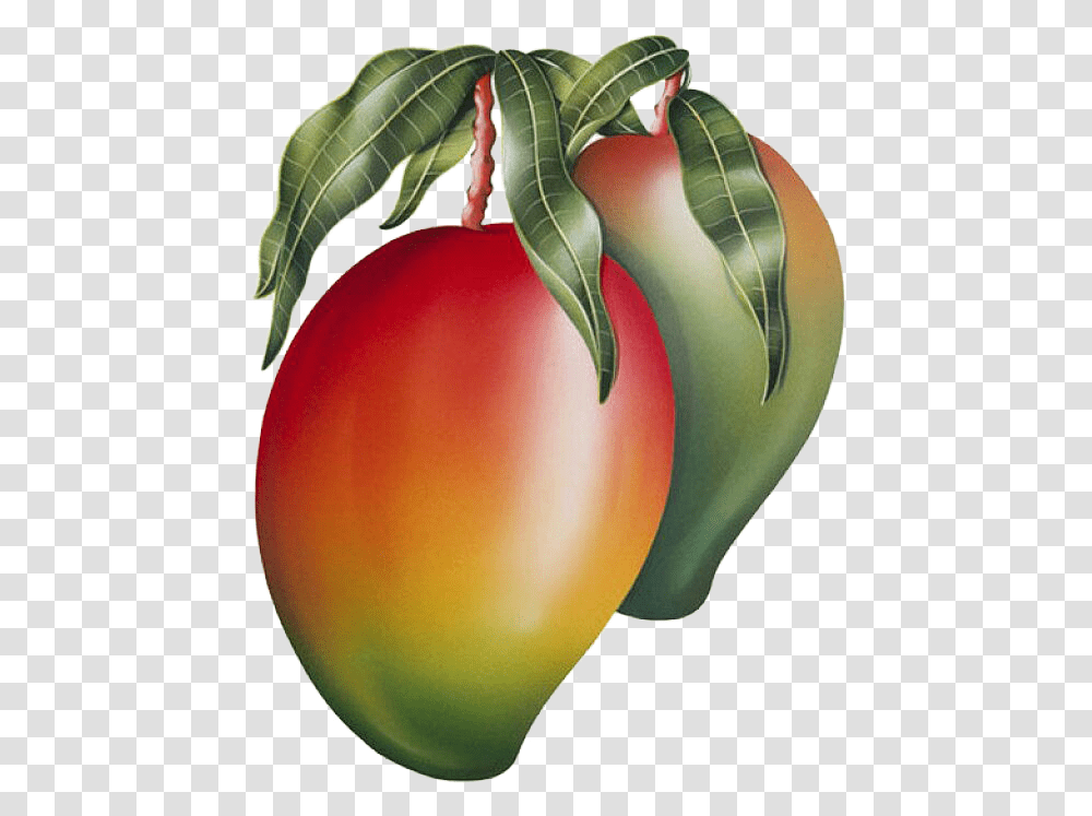 Mango Image Amp Mango Clipart Mango Painting, Plant, Fruit, Food, Plum Transparent Png