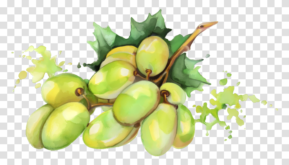 Mango No Background Fruit Painting Watercolor, Plant, Seed, Grain, Produce Transparent Png