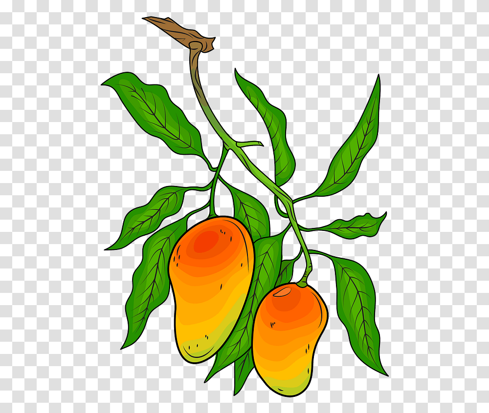 Mango On The Branch Clipart Mangoes Clipart, Plant, Fruit, Food, Leaf Transparent Png